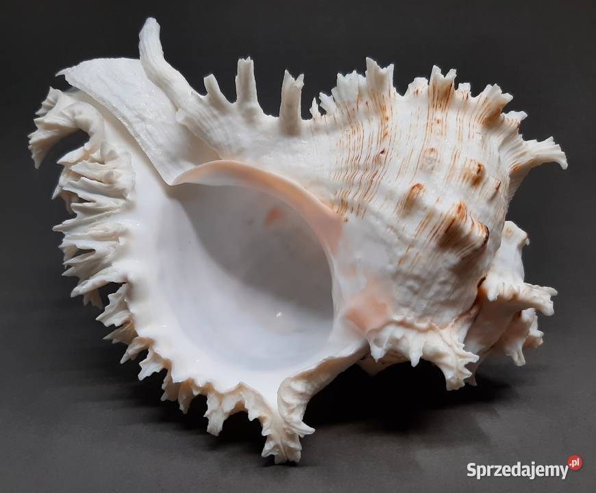 Muszla Rozkolec 1 jasny Duża Lublin