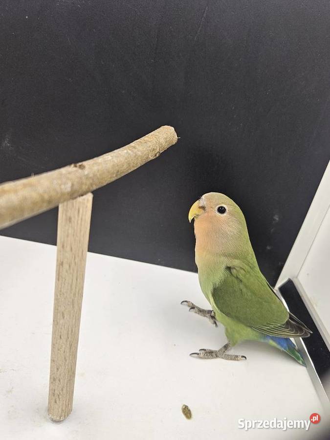 Papugiptaki sprzedam