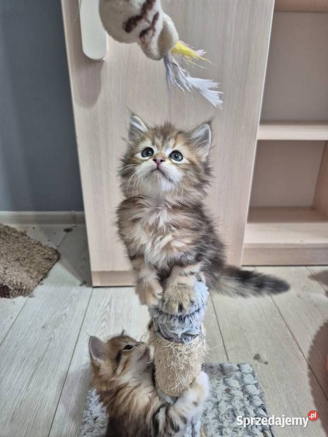 Syberyjska kotka OLIWKA rodowód FIFE FPL śląskie Stary Broniszew