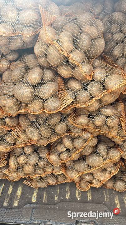 Sprzedam ziemniaki soraya worek bigbag świętokrzyskie Opatów