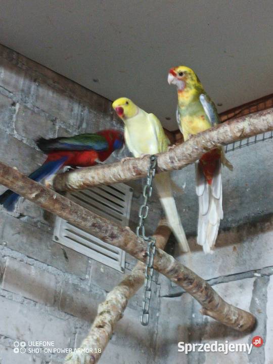 Aleksandretty dorosłe kujawsko-pomorskie Sępólno Krajeńskie