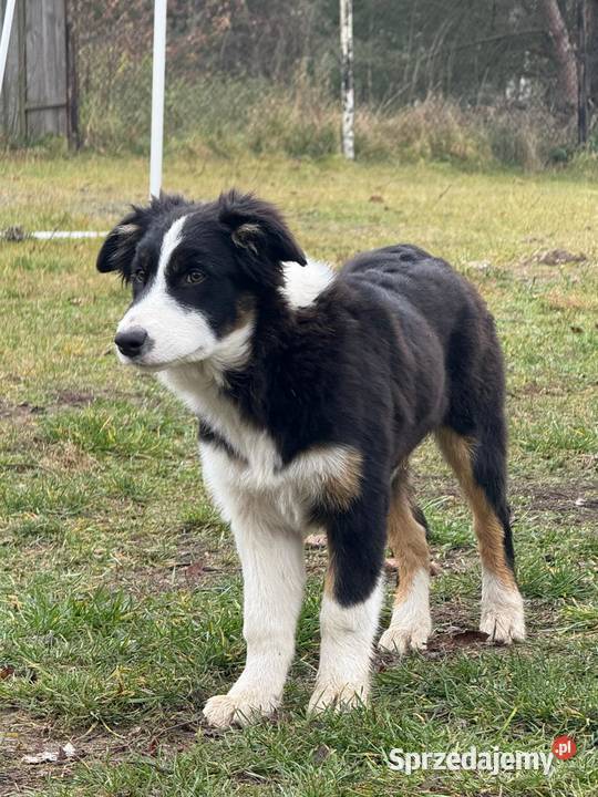 Border Collie szczeniak łódzkie Rogów