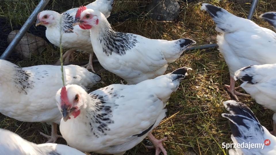 Kogutki Sussex leghorn mix Podwody