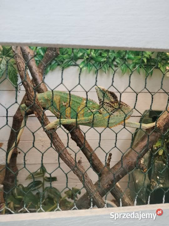 Sprzedam dwa kameleony Rybnik sprzedam