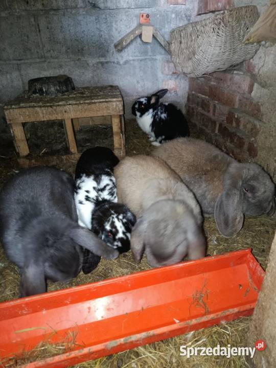 Sprzedam barany francuskie Morawczyna