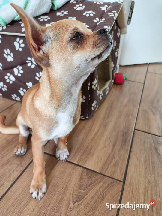 Chihuahua 3 miesięczna suczka dolnośląskie Oleśnica sprzedam