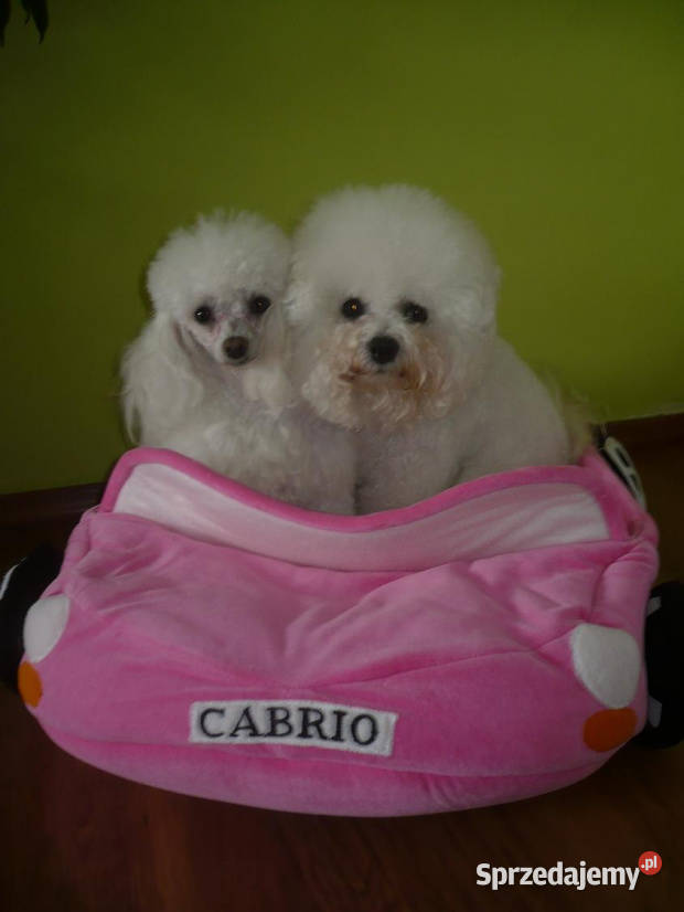 hodowla bichon frise oferuje szczenięta z Chojnice