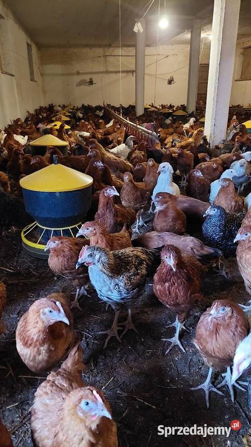 Kury nioski Myślenice