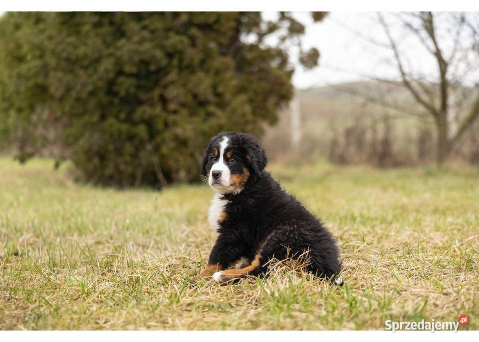 Szczeniaki Berneński Pies Pasterki Podlasie Suwałki