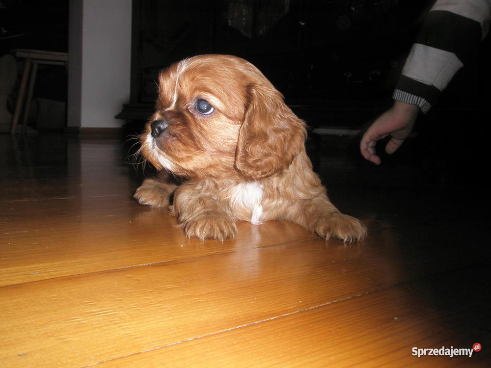 szczenię CAVALIER rubinowy klejnot Płońsk