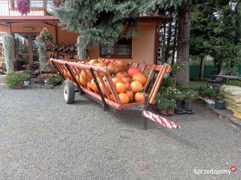 Dynie jadalne ozdobne i halloween