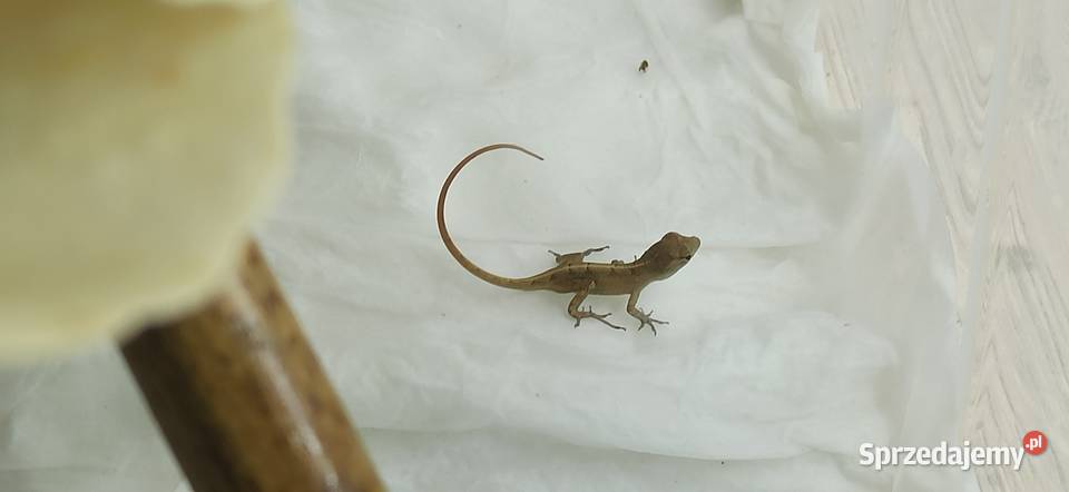 Młody Anolis sagrei Kraków