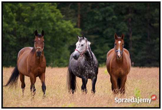 3 KONIE Jarosław