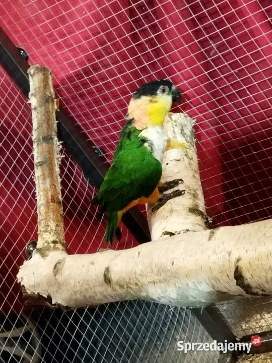 Barwinka Czarnogłówka samiec Szczerców