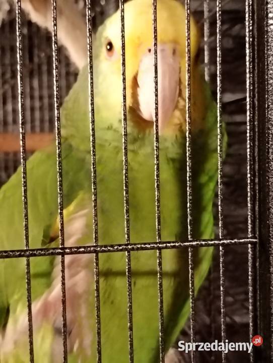 Amazonki Oratrix Gliwice