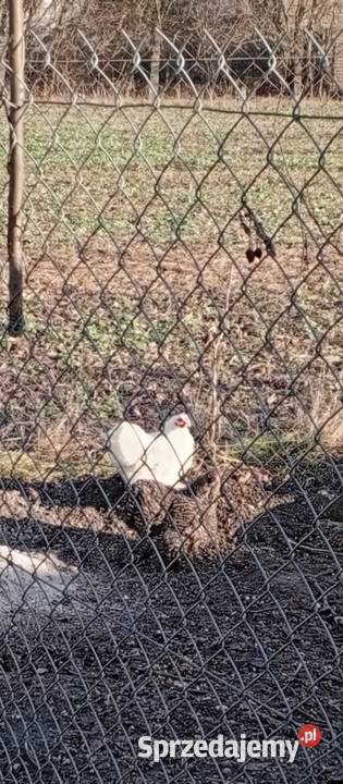 Sprzedam jajka kurze W okolicy dowiozę Kraśnik