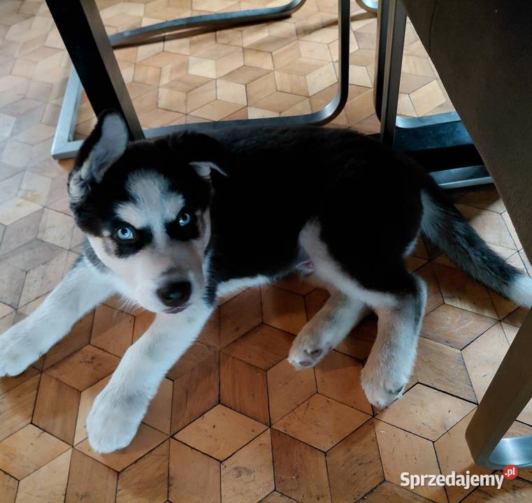 Husky Syberian Pies Inowrocław