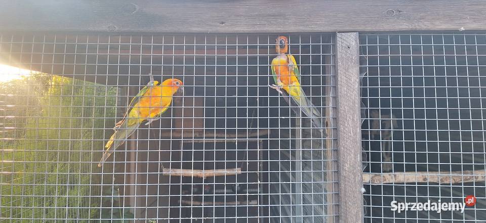 Legowa para konur słonecznych Kamionki