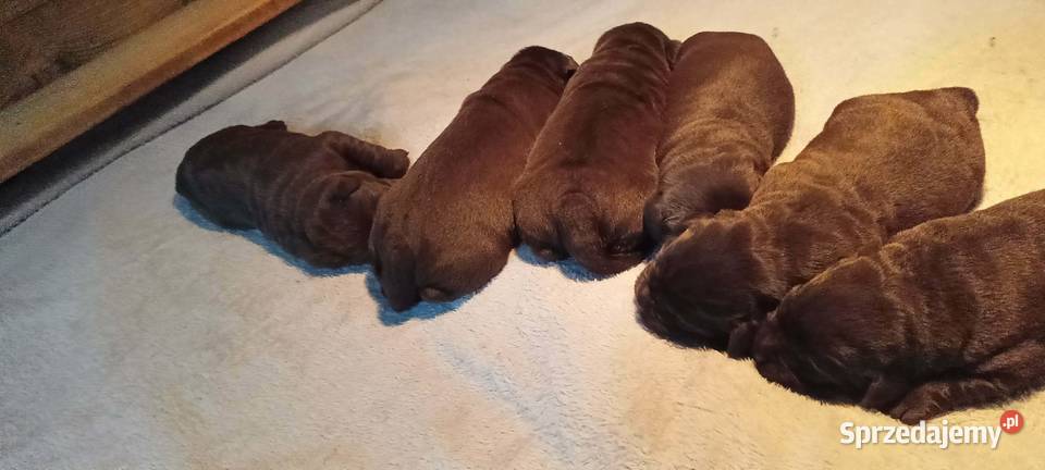 Labrador Retriever ZkwpFCI czekoladowe małopolskie Dąbrowa Tarnowska