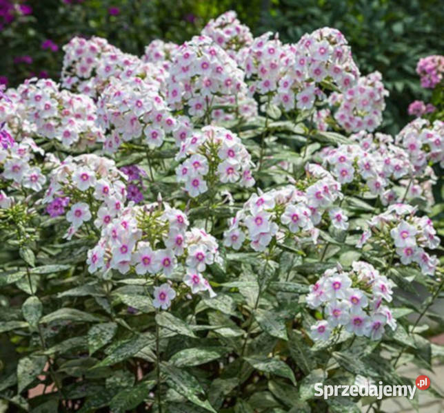 FLOKS WIECHOWATY Europa sadzonki w doniczkach Ustronie