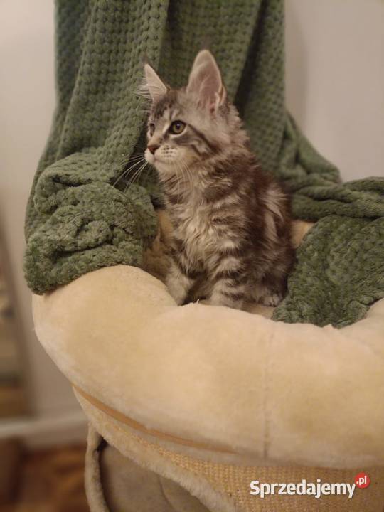 Kotka Maine Coon rodowód FPL Bytom Odrzański