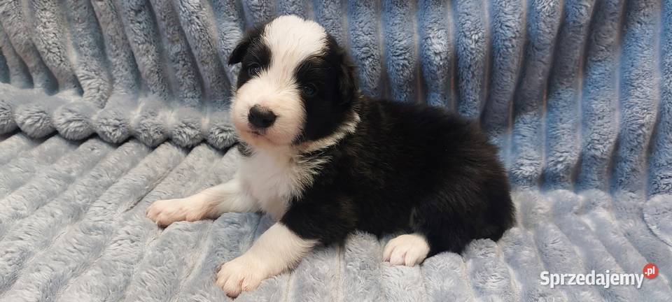 Border Collie szczeniaki inteligentne Ziębice sprzedam