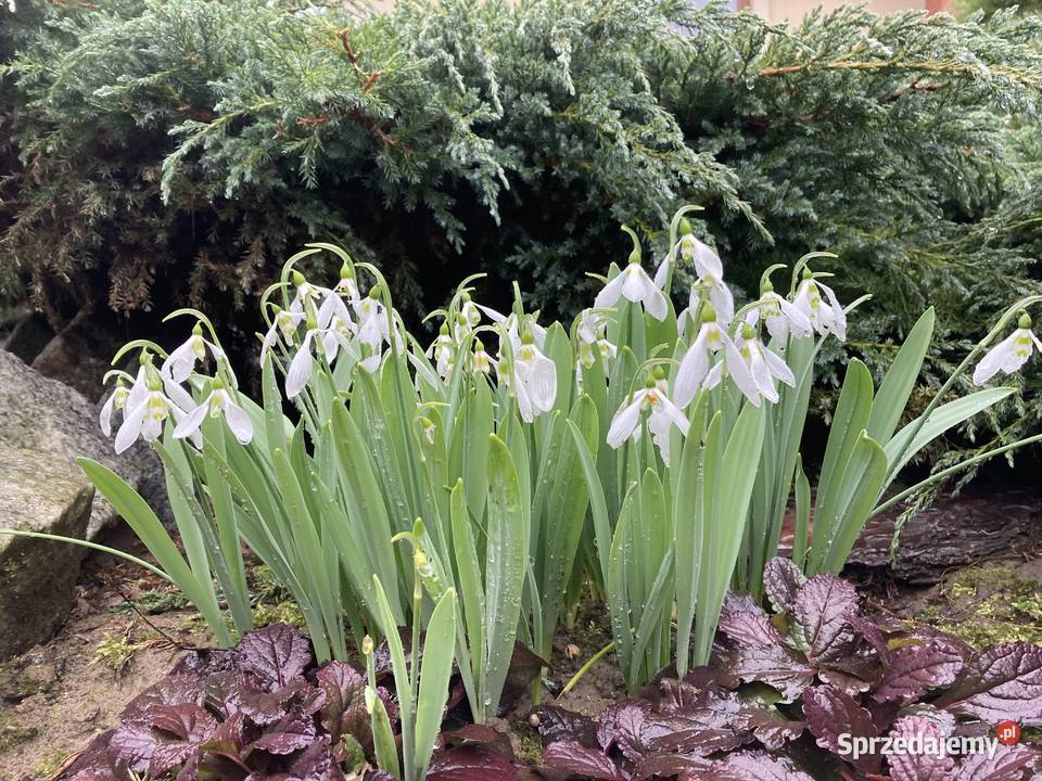 Przebiśnieg Elwesa cebulki cebule lubelskie sprzedam