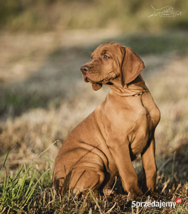 Wyżeł węgierski szczeniak FCI Warszawa