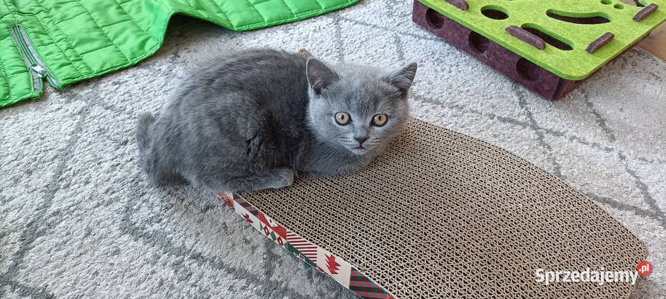 Kotka Brytyjska krótkowłosa niebieska Lusia Brwinów