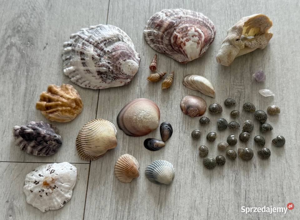 Muszle muszelki muszla naturalne egzotyczne Łódź