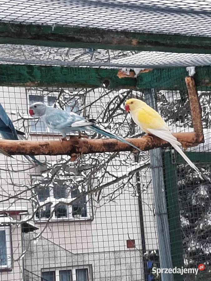 Aleksandretty obrożne różne mutacje małopolskie