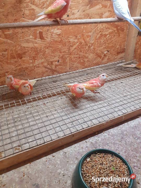 Papugi łąkówki i lilianki Kalisz