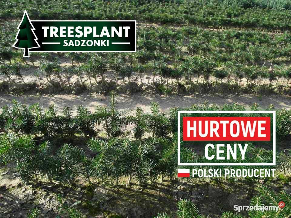Sadzonki Jodła Kaukaska 3lata świerk srebrny Rolnictwo