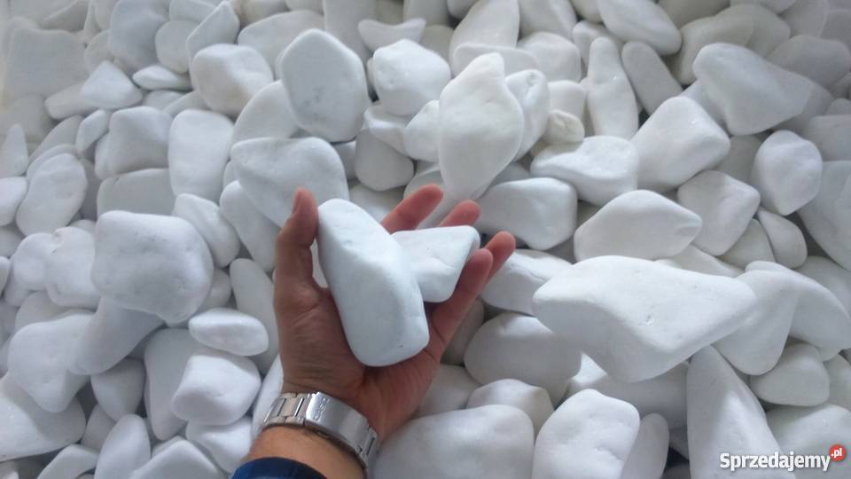 Otoczak śnieżnobiały Thassos thasos Gorlice