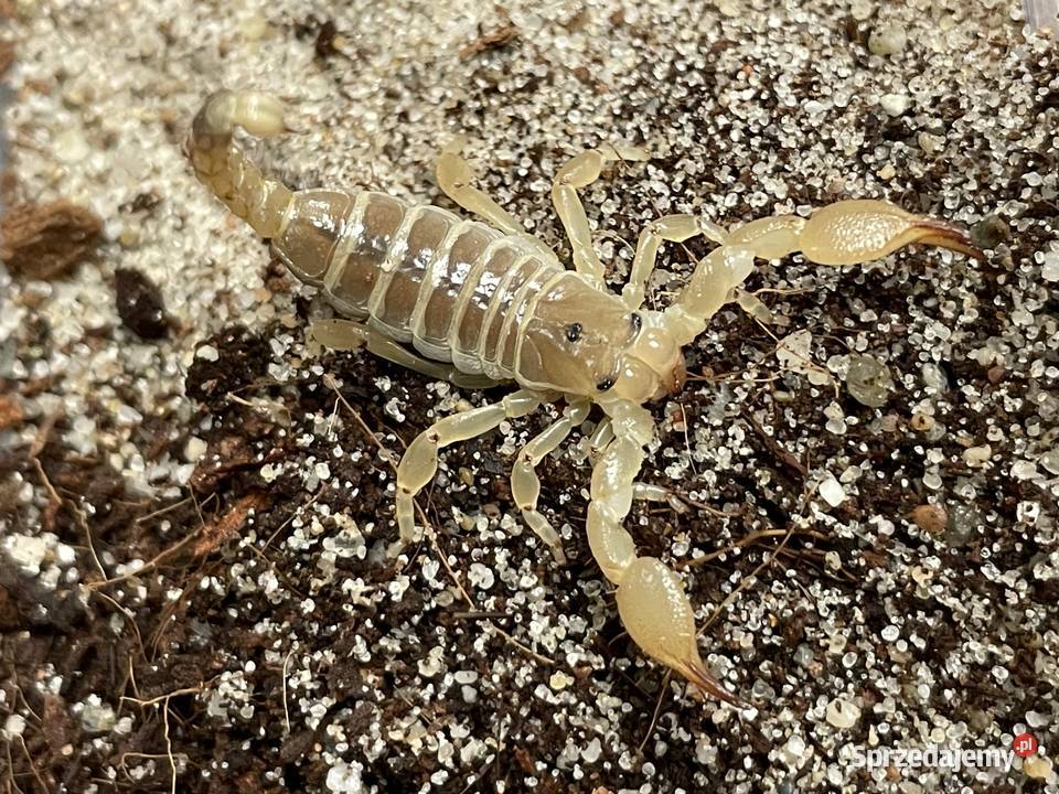 Scorpio maurus palmatus Gliwice