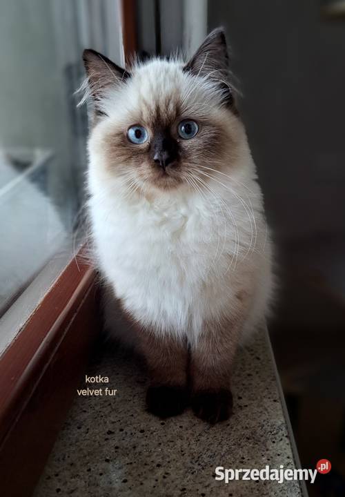 Kotka neva masquerade seal point syberyjska Chrząstowice