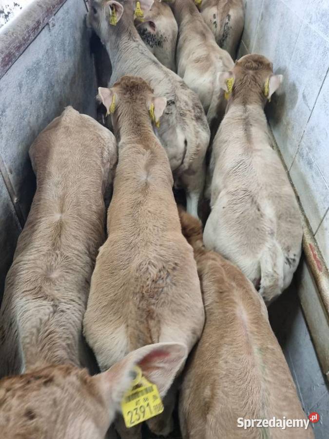 Sprzedaż cieląt mięsnych I mieszańcy waga 70 do wielkopolskie