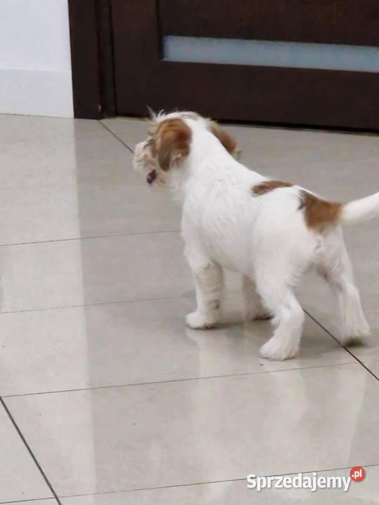 Jack Russell Terrier ZkwpFCI Jakubowice Konińskie