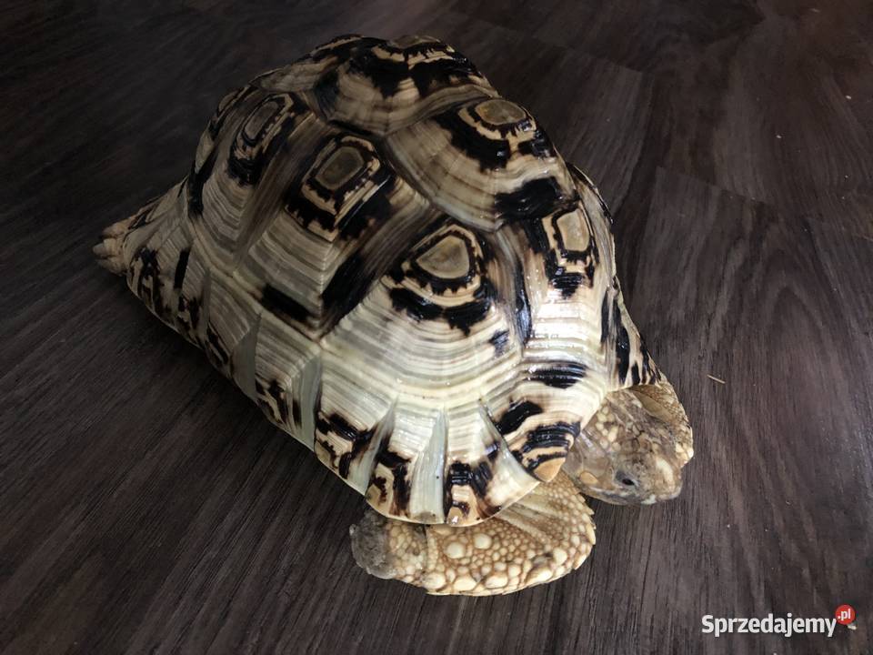 Żółw lamparci ok8 letni samiczka lubelskie Lublin