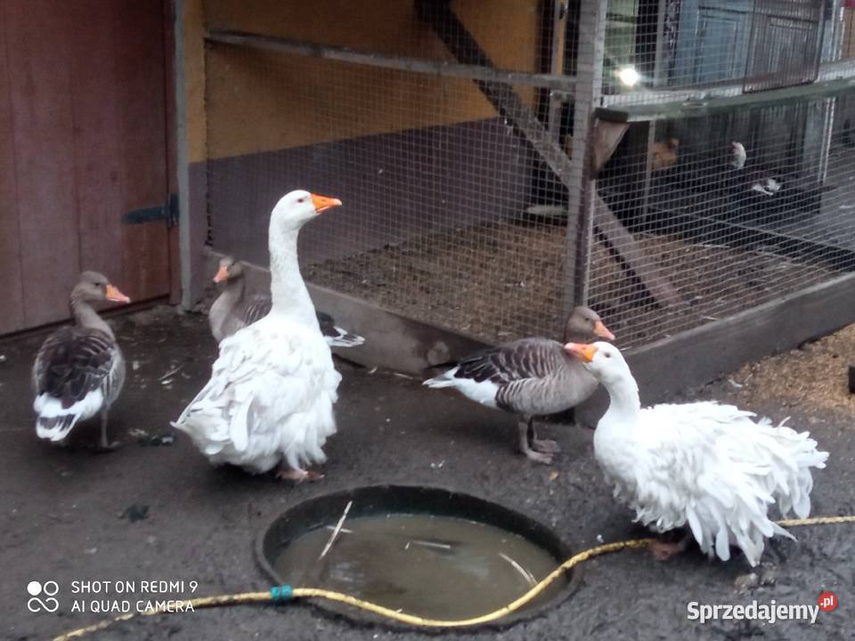 Gęsi sewastopolskie lokowane para wysyłam Zamość sprzedam