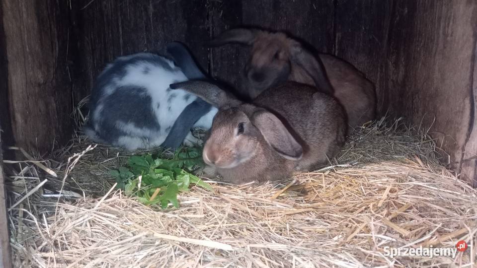 Króliki e Zabiele