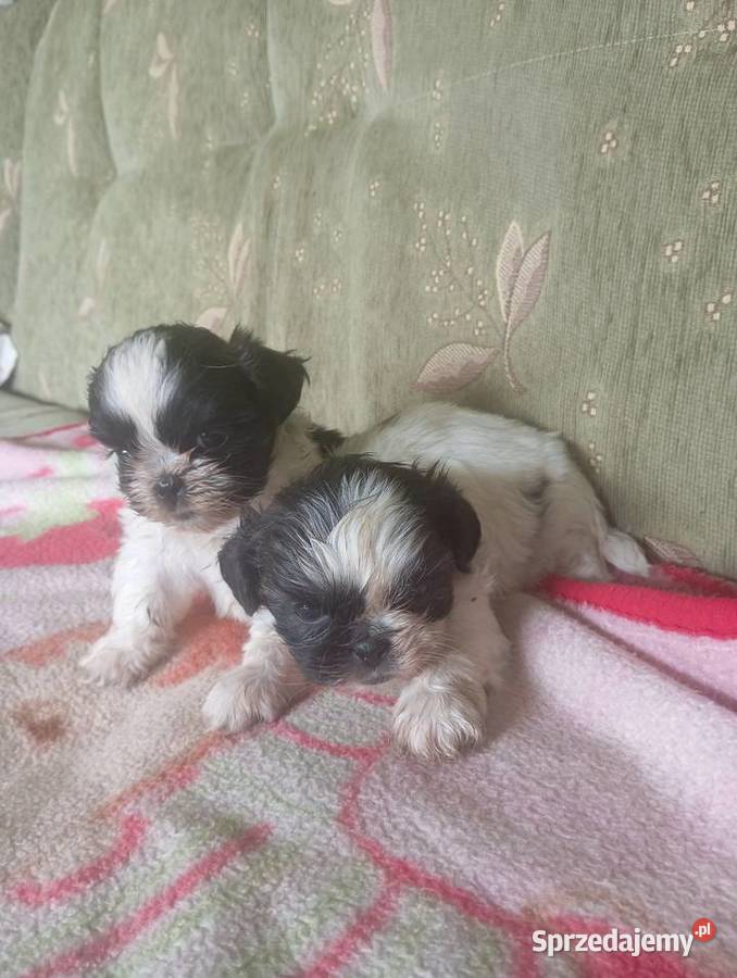 Szczeniaki shih tzu Nowy Targ