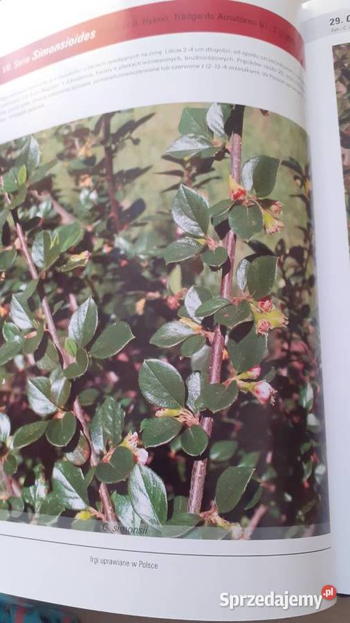 Irgi uprawiane w Polsce Szczecin sprzedam