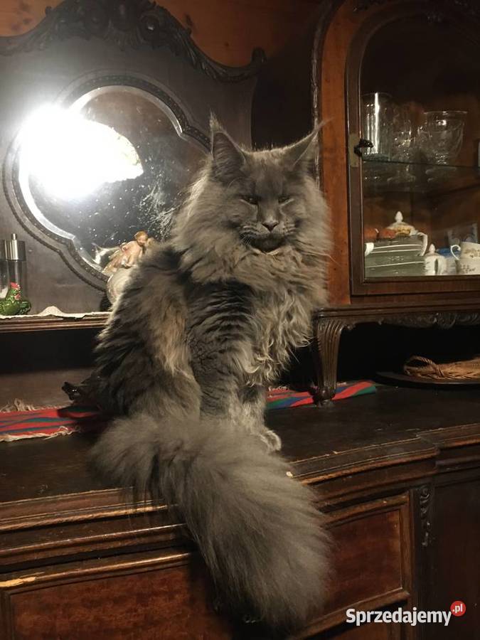 Kocięta Maine Coon wielkie koty małopolskie Kraków