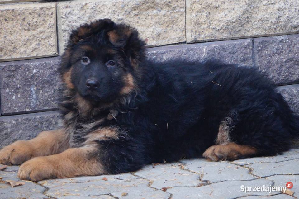 owczarek niemiecki szczeniak długowłosy z Radom