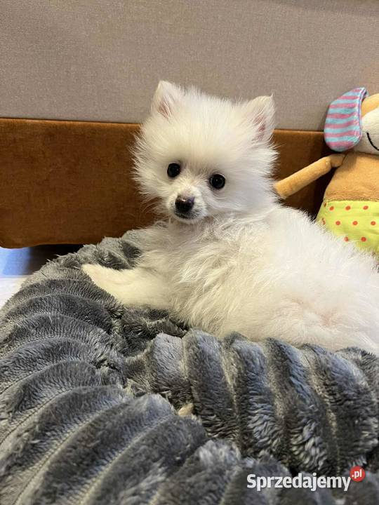 szpic miniaturowy piesek Szpic miniaturowy świętokrzyskie Skalbmierz