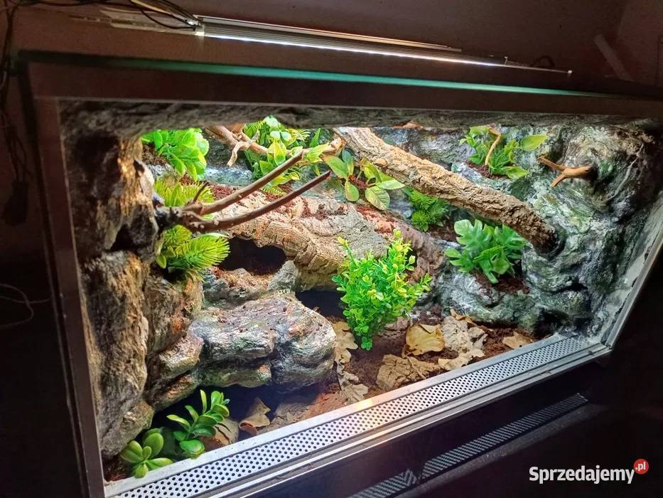 Terrarium tropikalne gekon 60x40x40 Ostrów Wielkopolski sprzedam