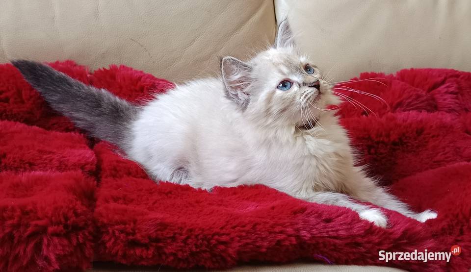 Koty Syberyjskie Neva Masquerade MALIBU Syberyjski Kwilcz