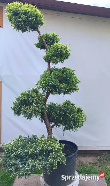 Bonsai Niwaki jałowiec łuskowy Holger Medynia Łańcucka