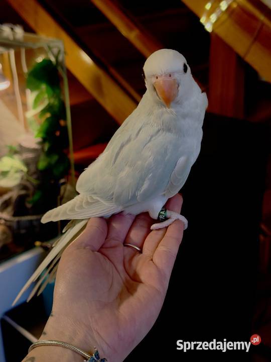 Aleksandretta parka ręcznie karmiona